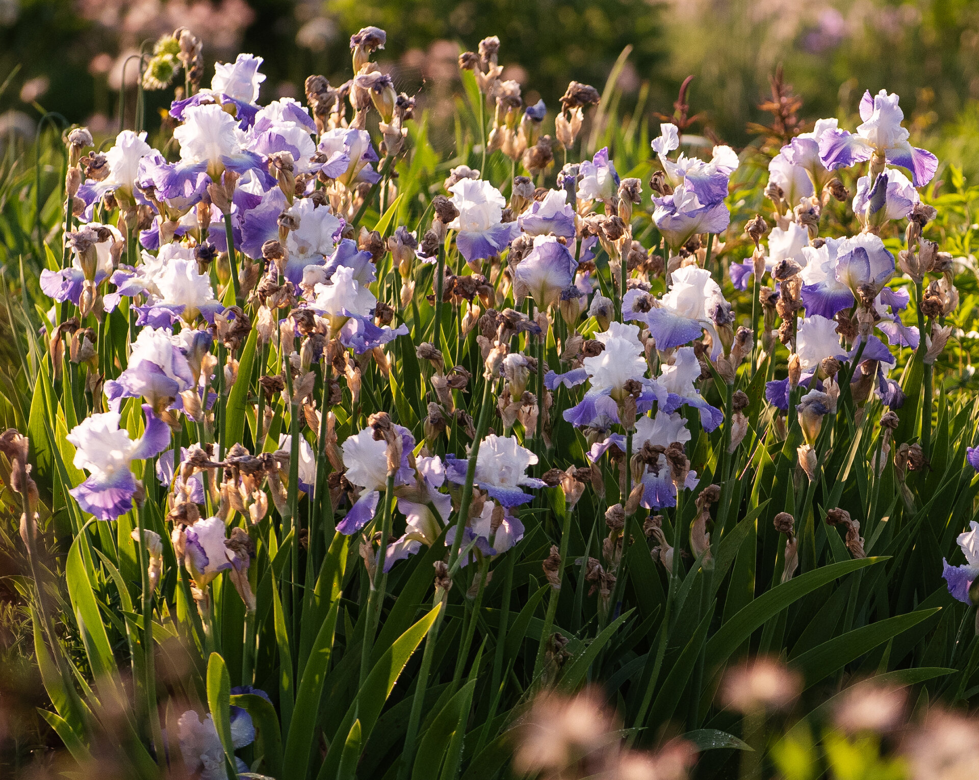 Iris germanica 'Clarence'